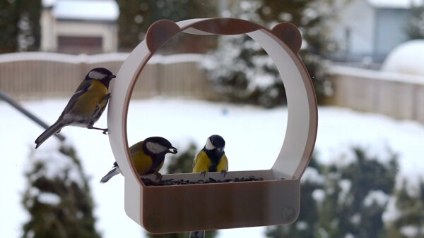 Window Bird Feeder BIRD FRIEND Birds Eating